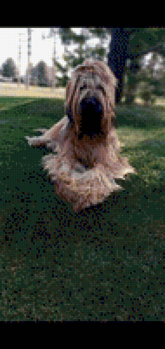 Брют - предпросмотр