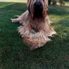 Схема вышивки «Брют»