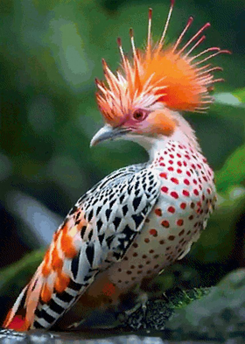 Райские птицы 8 - предпросмотр