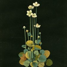 Схема вышивки «Водяные цветы»