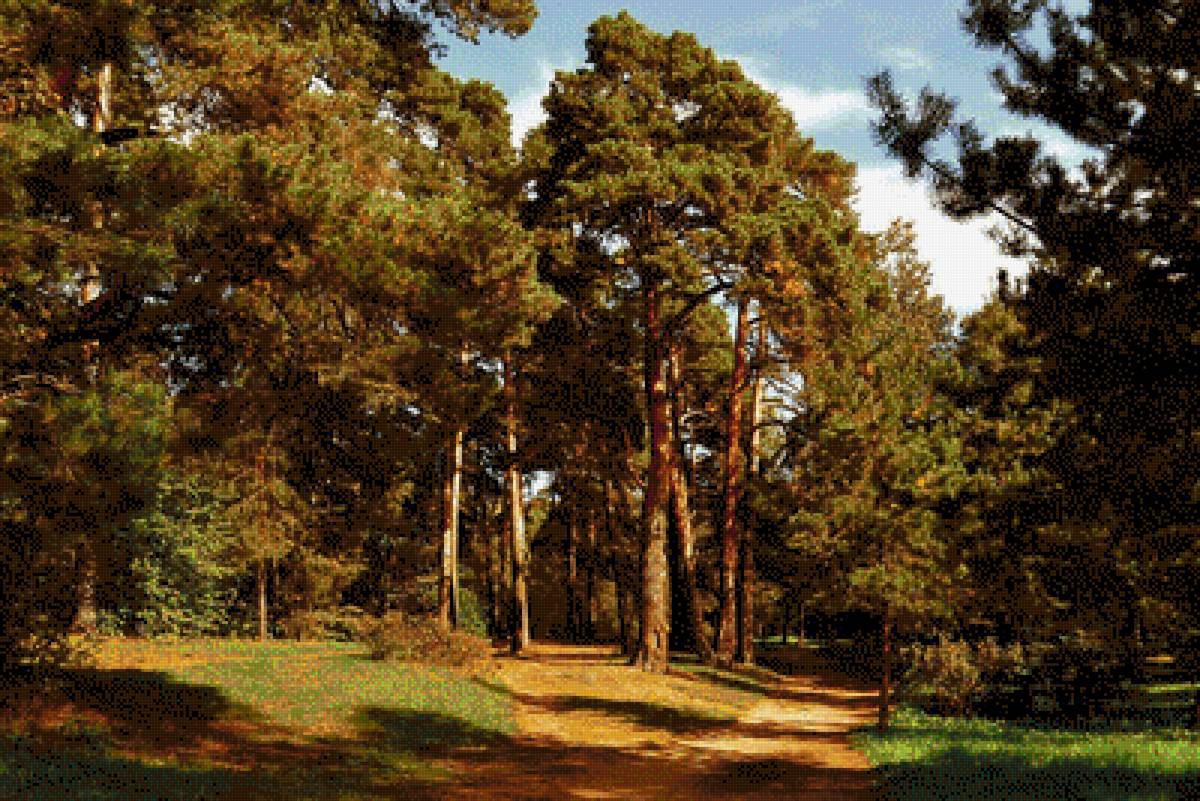 Сосновый бор. - предпросмотр