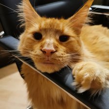 Схема вышивки «Персик»