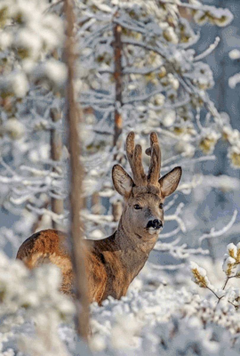 №2772248 - предпросмотр