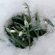 Схема вышивки «Подснежники»