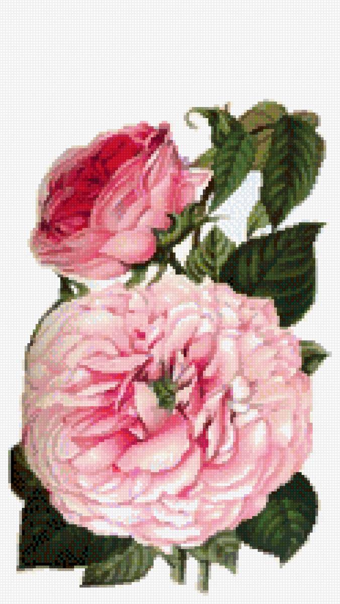 rosas - предпросмотр