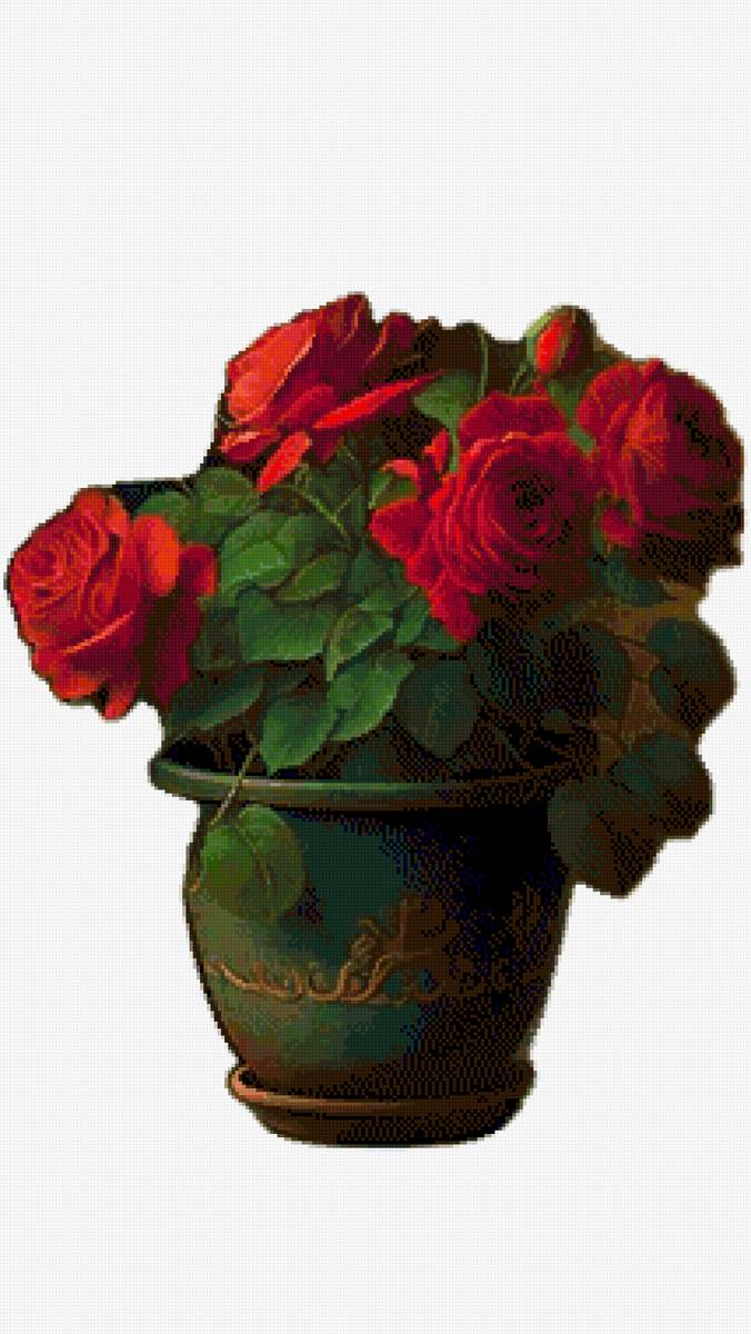 lorero de rosas - предпросмотр