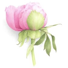 Схема вышивки «Бутон розы 2»