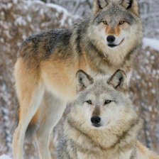 Схема вышивки «Волки»