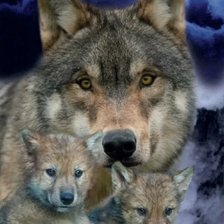 Схема вышивки «Волчица»