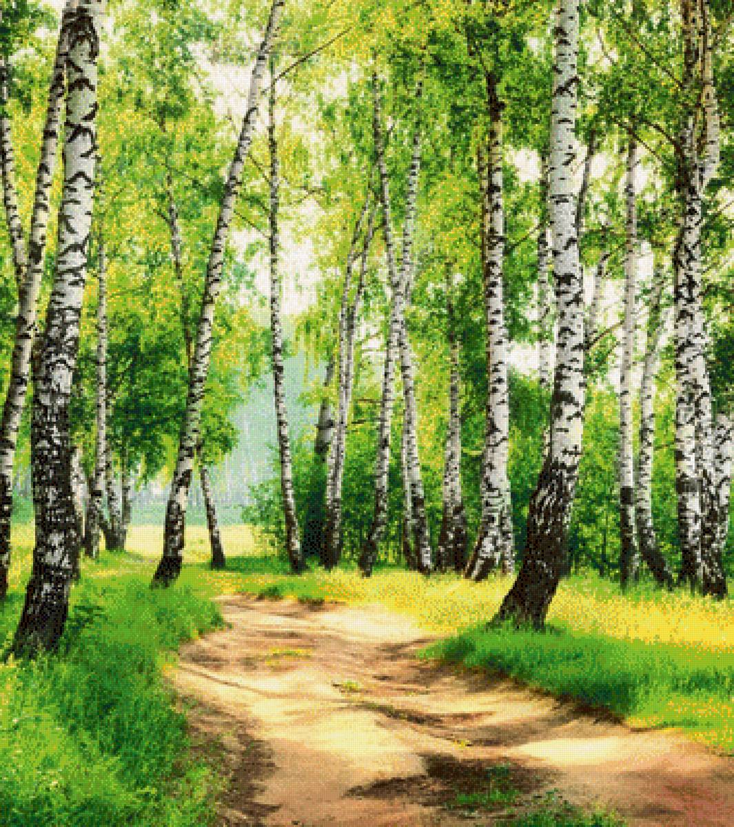 Березовая роща - березы, лесная дорога, лето, солнце - предпросмотр