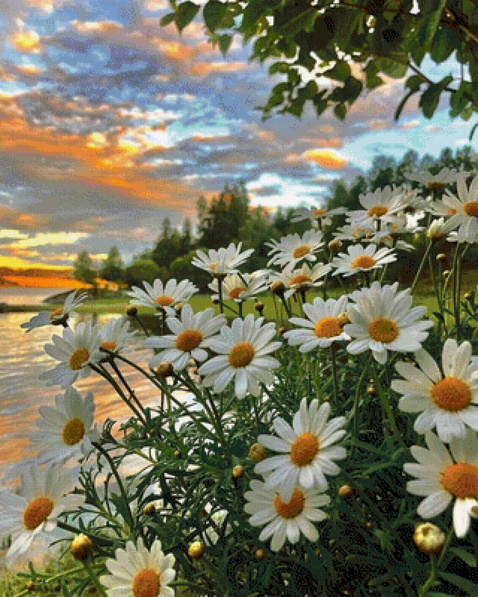 Поле ромашек - предпросмотр