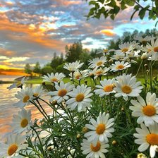 Схема вышивки «Поле ромашек»