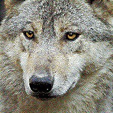 Схема вышивки «волк»