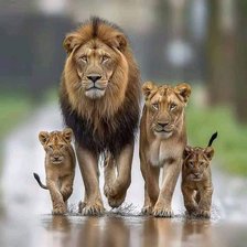 Схема вышивки «Familia de leones»