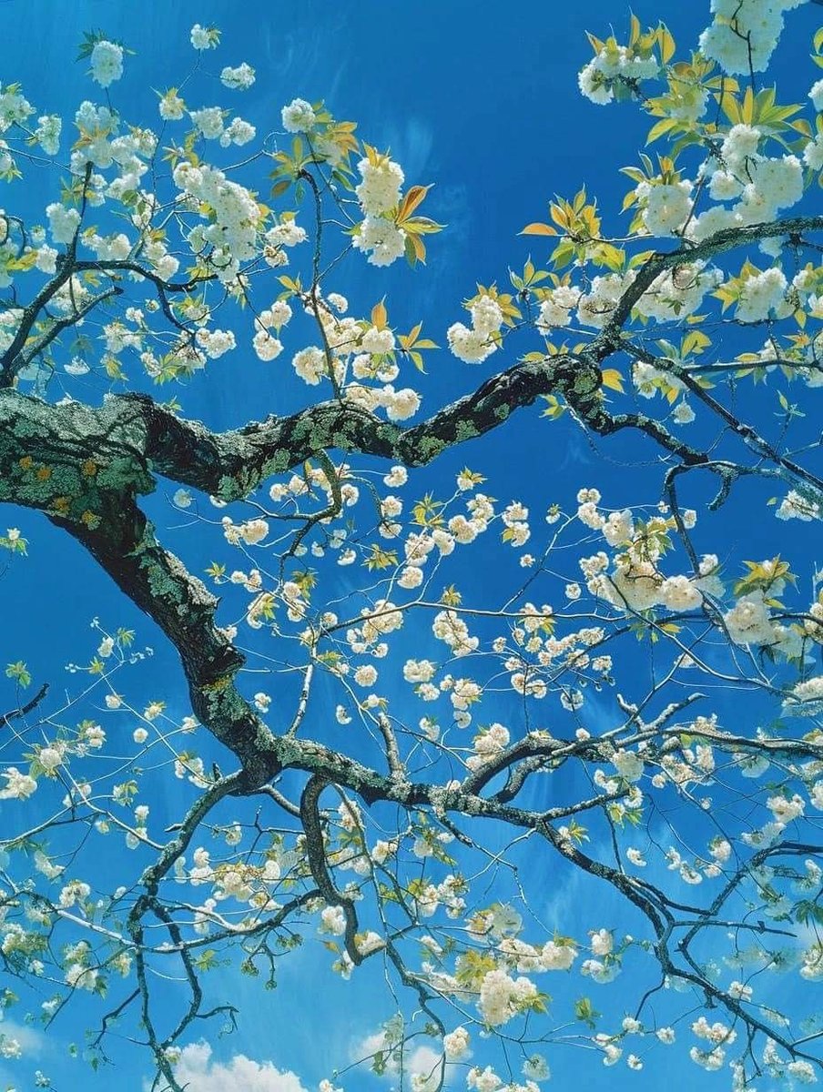 Hoa ban - 123 - оригинал