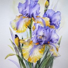 Схема вышивки «ирисы»
