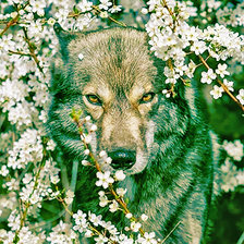 Схема вышивки «волк»