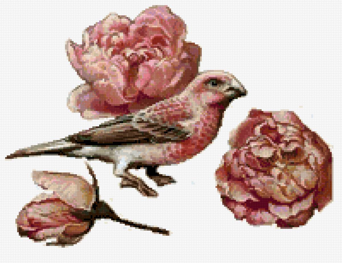 rosas - предпросмотр