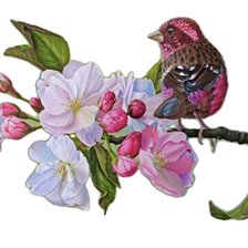 Схема вышивки «flores»