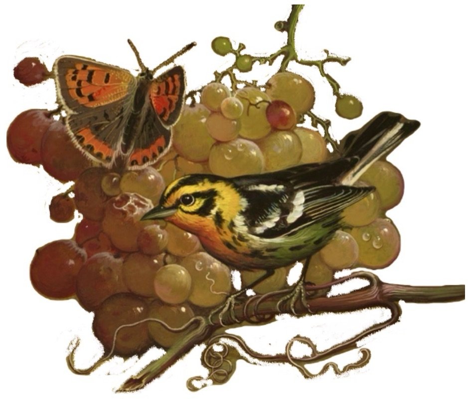 uvas - оригинал