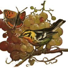 Схема вышивки «uvas»