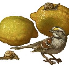 Схема вышивки «limones»