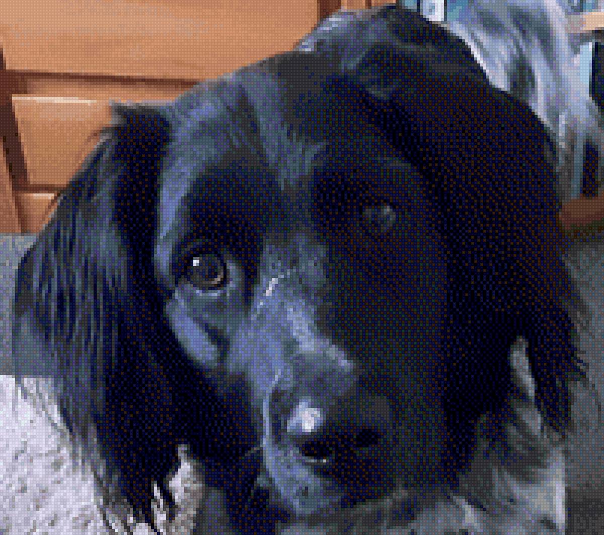 Body - friese stabij, hond - предпросмотр