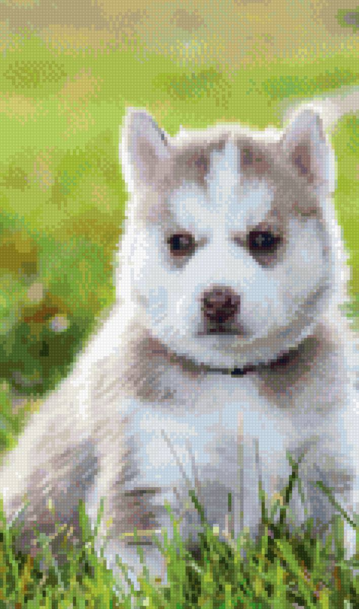 Милашка скучает. - собаки - предпросмотр