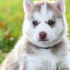 Схема вышивки «Милашка скучает.»