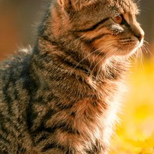 Схема вышивки «Котик»