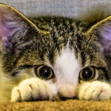 Схема вышивки «Котик»