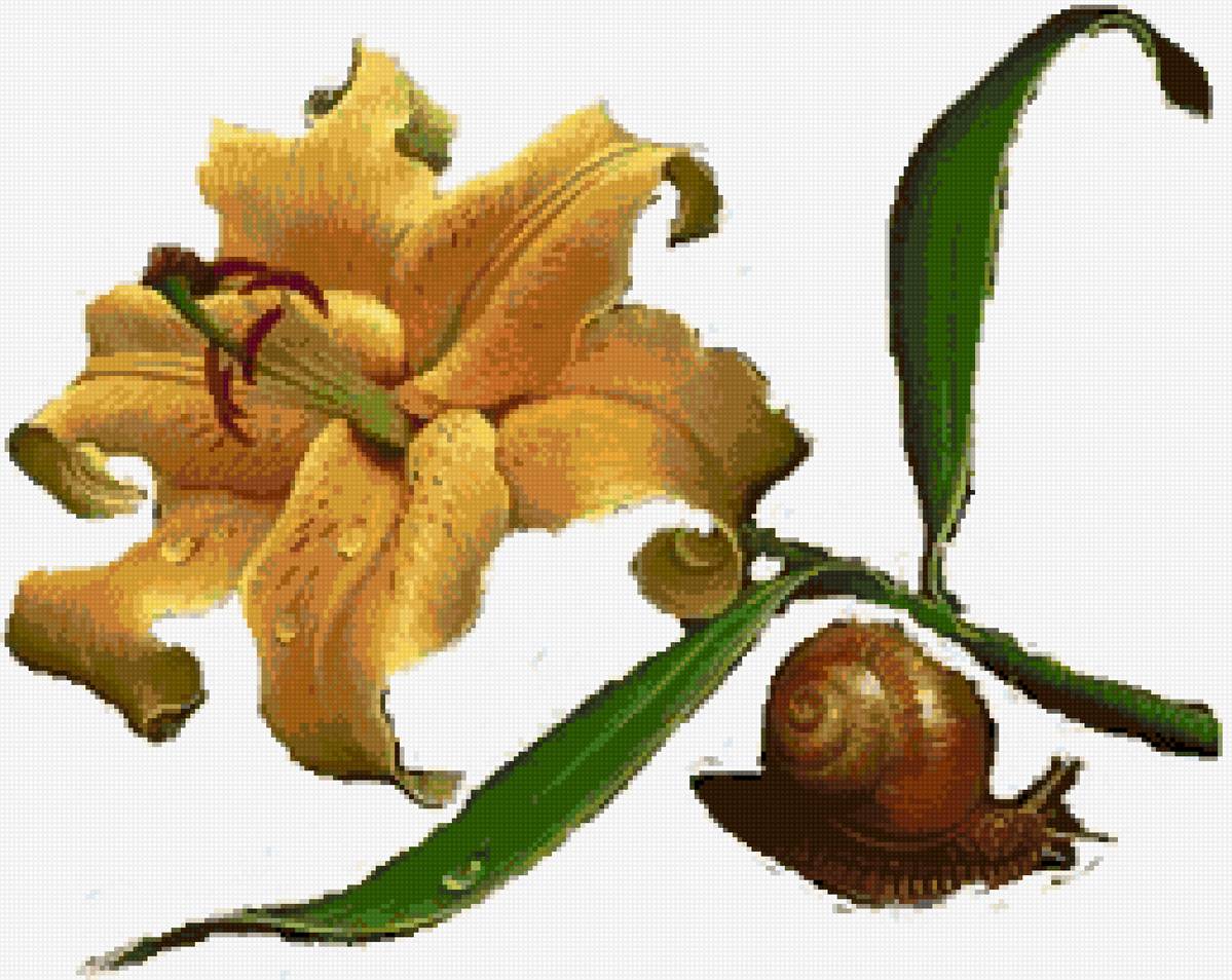 lirio caracol - предпросмотр