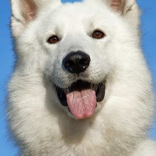 Схема вышивки «Хаски»