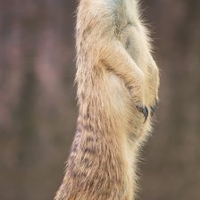 Схема вышивки «Сурикат»