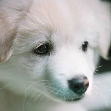 Схема вышивки «Миленький щеночек)))»