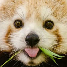 Схема вышивки «Милые животные.»