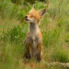 Схема вышивки «Довольная лисичка)))»