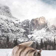 Схема вышивки «Хаски»