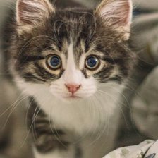 Схема вышивки «Красивый котёнок.»