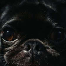 Схема вышивки «Мопс»