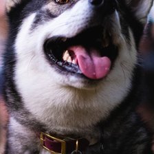 Схема вышивки «Хаски»