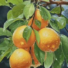 Схема вышивки «Лимон»