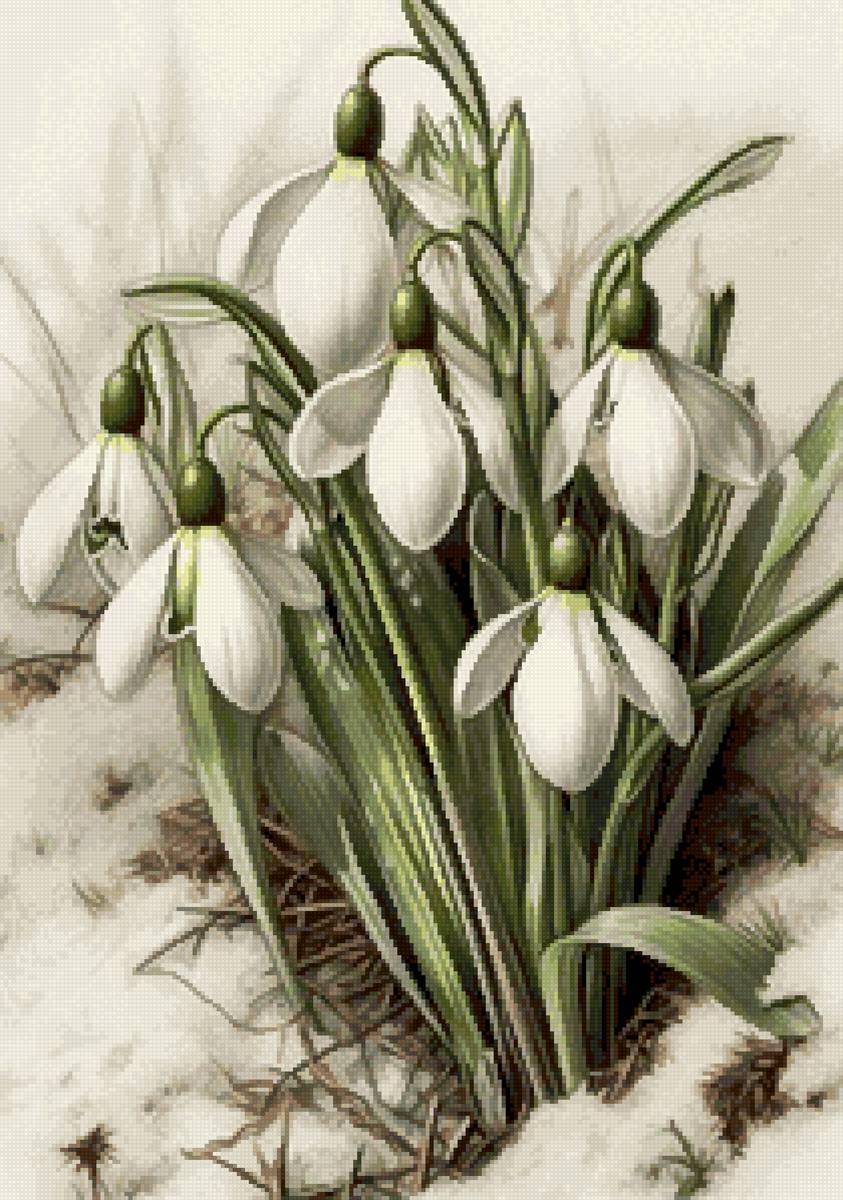 подснежники - предпросмотр