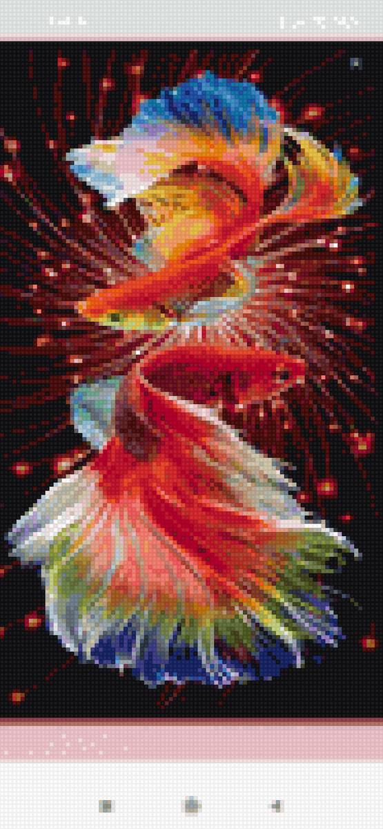 Кои - кои - предпросмотр