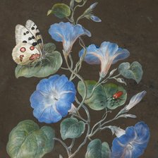 Схема вышивки «Вьюнок»