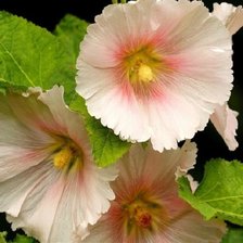 Схема вышивки «мальва»