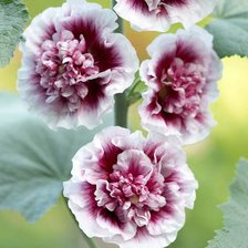 Схема вышивки «мальва»