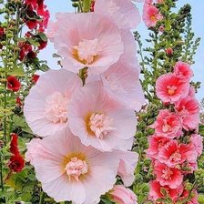 Схема вышивки «мальва»