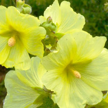 Схема вышивки «мальва»