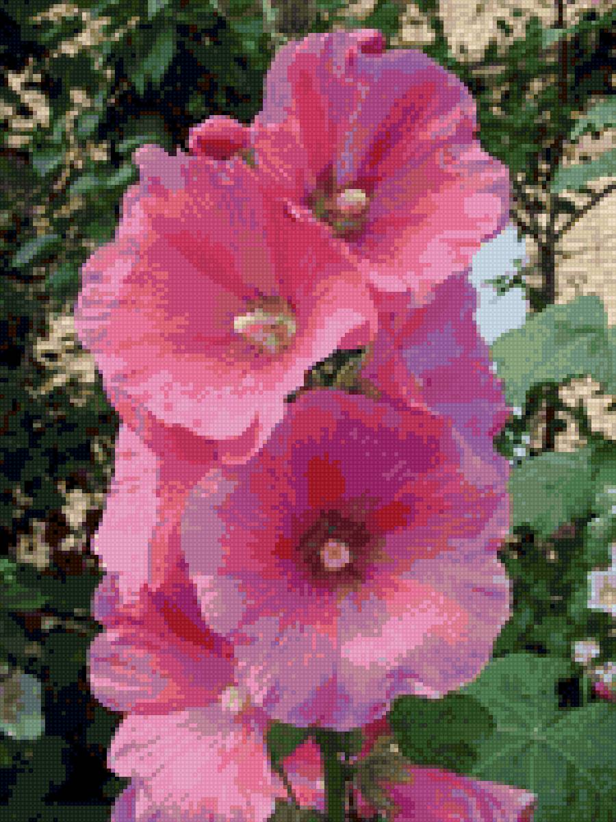 мальва - цветы, мальва - предпросмотр